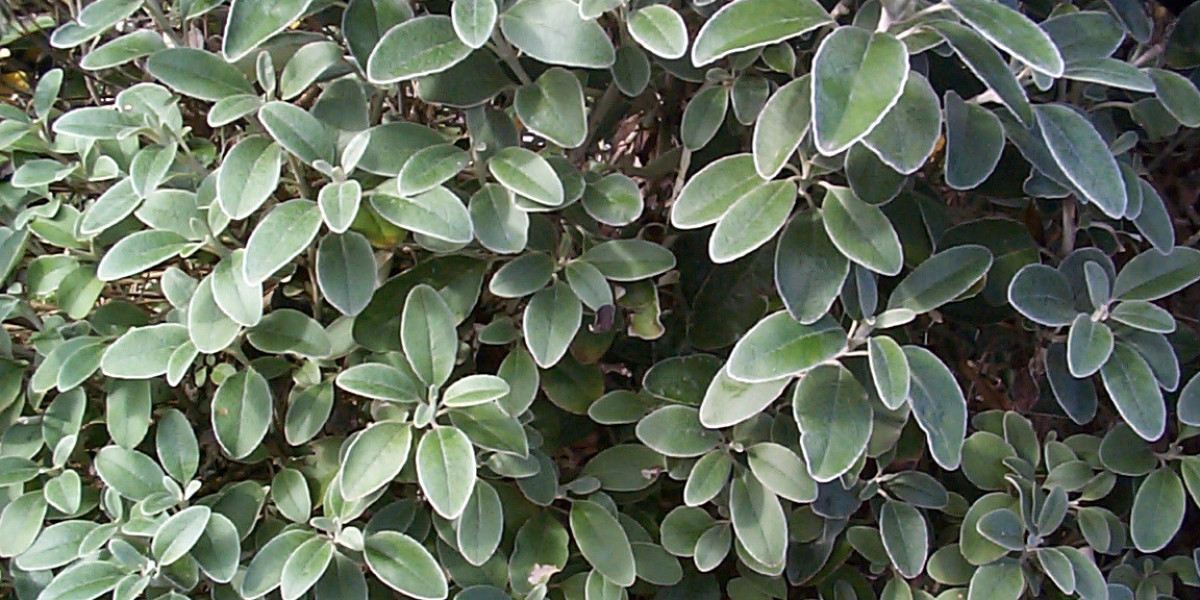 15 Best Online Casinos Australia 2025 Real Money Casino Sites