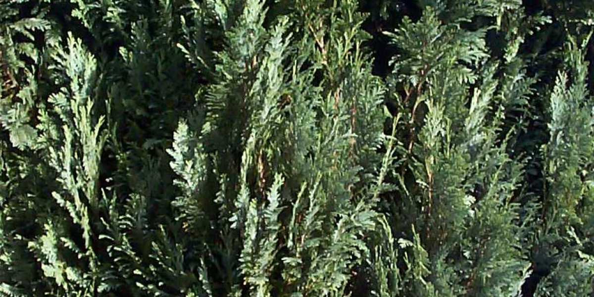 Lucky Ones Review 2024 The Ultimate Guide + Bonuses