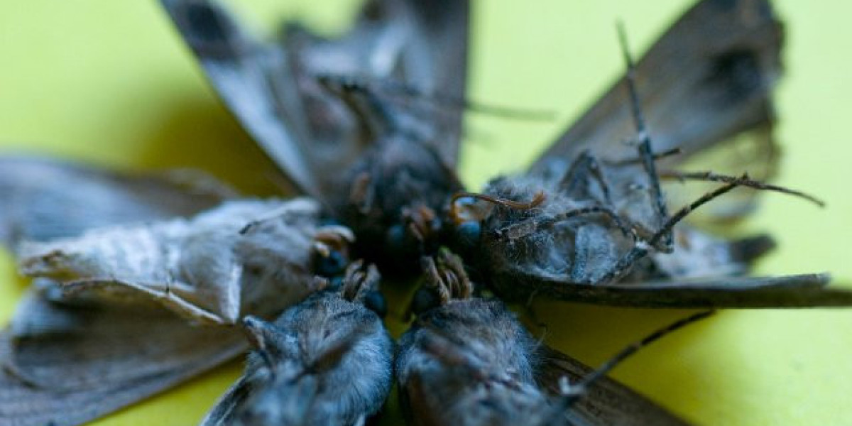 Meet the People Behind the Play