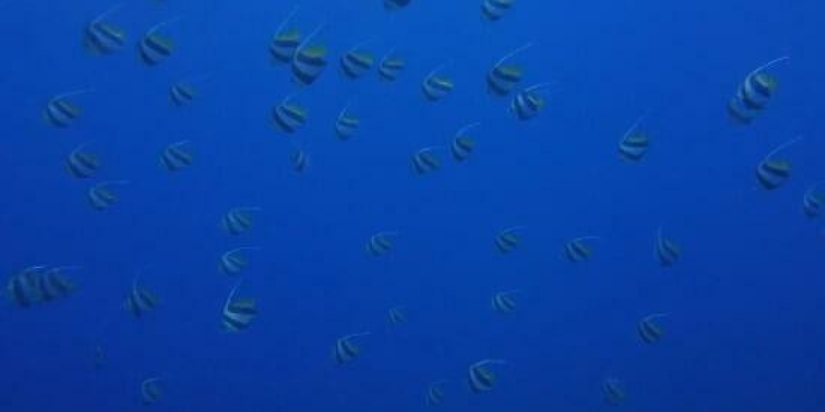 Ola Aina Pens One-Year Extension at Nottingham Forest